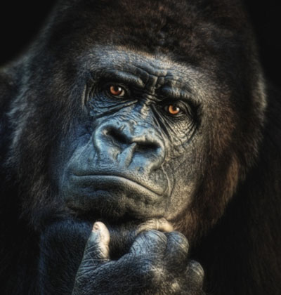 Illustration de l'article ouverture d'esprit par la photo d'un gorille qui pense