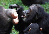 le cas des bonobos