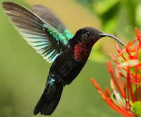 un colibri récoltant le nectar d'une fleur