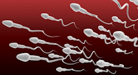 valeur nutritive du sperme